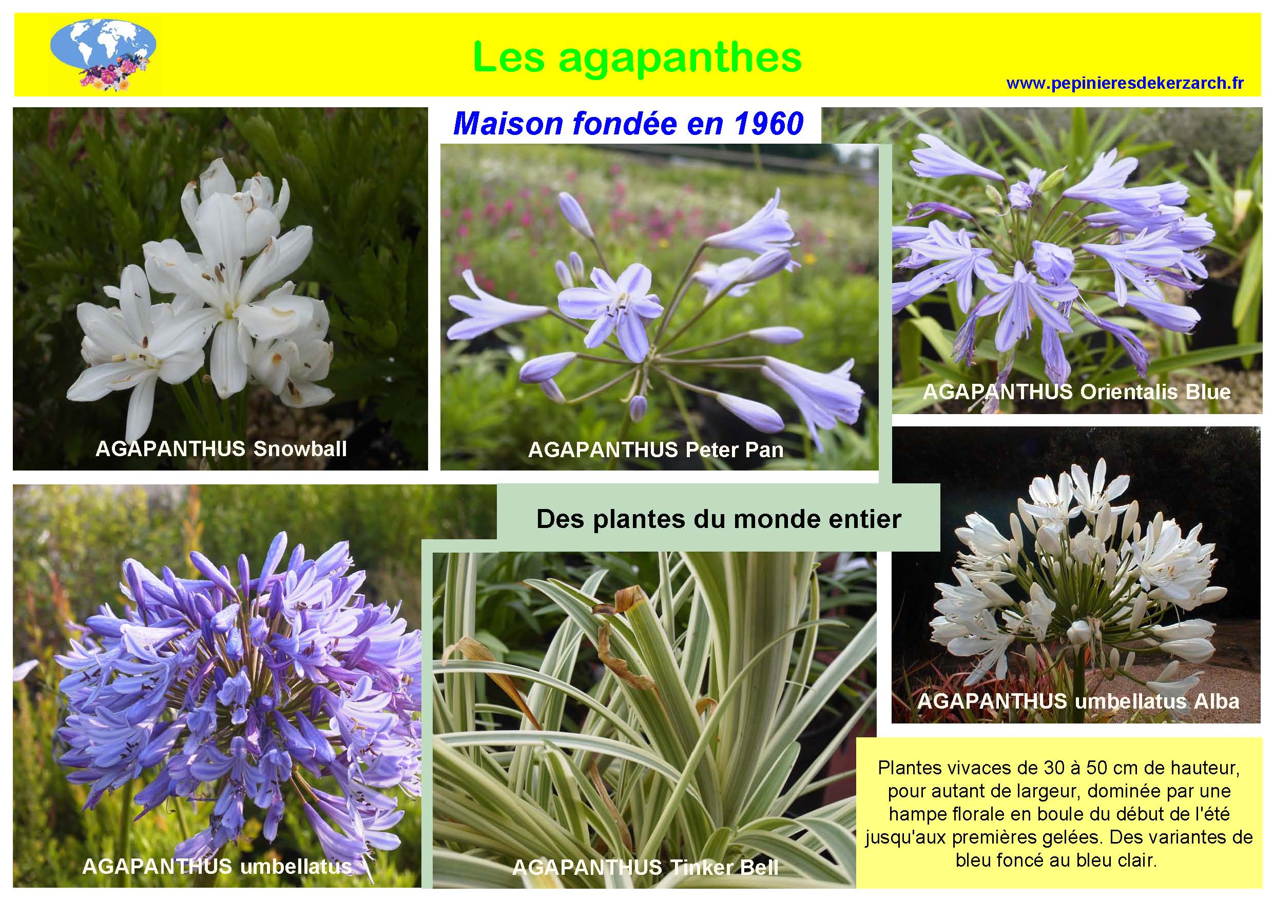 Les Agapanthes